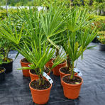 Palma konopná (Trachycarpus fortunei) - výška 70-80 cm, výška kmeňa 15-20 cm, kont. C5L (-17°C) 